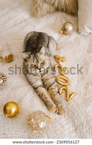 Happy New Years 2024. A cute cat of the Scottish straight cat breed sits on a bed. Good New Year spirit. Ready postcard. Happy New Year animal, pet, cat.