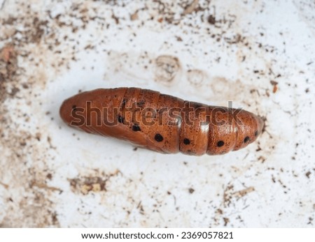 A small pupa of larva before transformation to moth. A pupa is the life stage of some insects undergoing transformation between immature and mature stages.