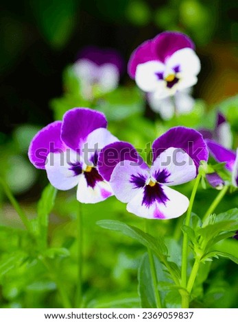 two-color blooming viola flowers in the spring garden.