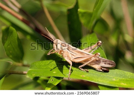 Japanese Locust (Patanga japonica) sitting on a grass (Sunny outdoor field, closeup macro photography)