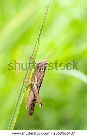 Japanese Locust (Patanga japonica) clinging to the grass stem (Sunny outdoor field, closeup macro photography)