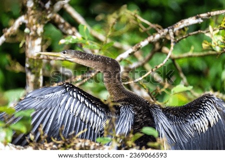 Tropical bird Snakebird, darter, American darter, or water turkey, (Anhinga anhinga). Refugio de Vida Silvestre Cano Negro, Wildlife and bird watching in Costa Rica.