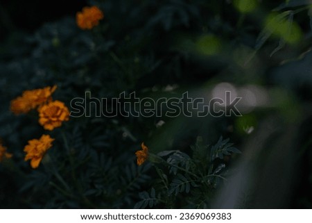 Marigolds. Blurred green natural background with orange flowers.