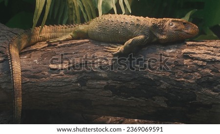 photo of a giant lizard