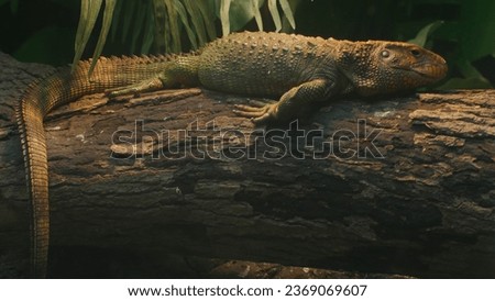 photo of a giant lizard