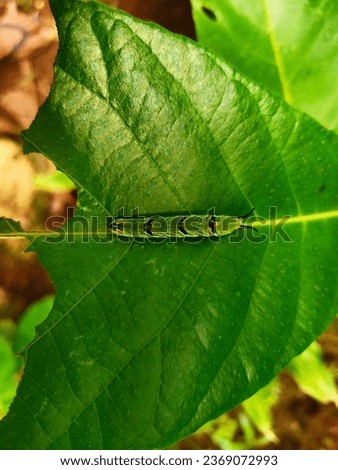 photo of a caterpillar resting after eating half a leaf during the day 