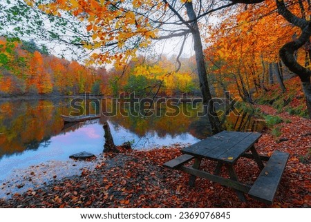 View of colorful yellow, orange and red leaves on tree branches in autumn. Autumn colors. Yedigoller National Park (Yedigöller Milli Parkı). Bolu. Turkey. Royalty-Free Stock Photo #2369076845