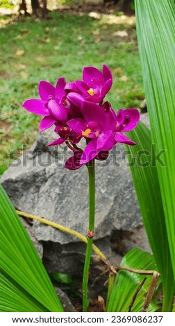Spathoglottis plicata, Philippine ground orchid, ground orchid,large purple orchid, evergreen, forty resupinate, pink, purple, flower HD background Sri lanka