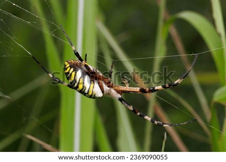 Female Wasp spider wrapping the prey (Nagakoganegumo, Argiope bruennichi) spider. Bright grass field background (Wildlife closeup macro photograph) 