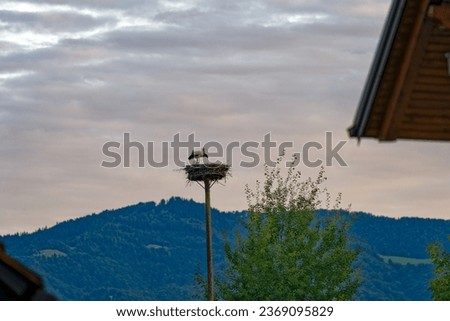 Storks sitting in nest on pole at Slovenian village of Žabnica on a cloudy summer evening. Photo taken August 10th, 2023, Žabnica, Slovenia.