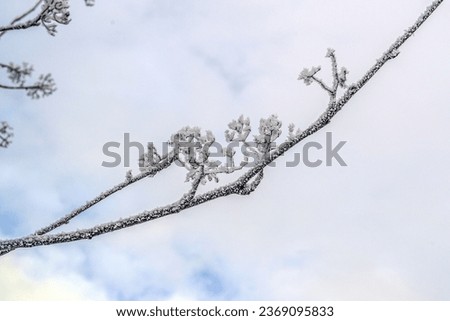           tree branches with hoarfrost in winter time                     