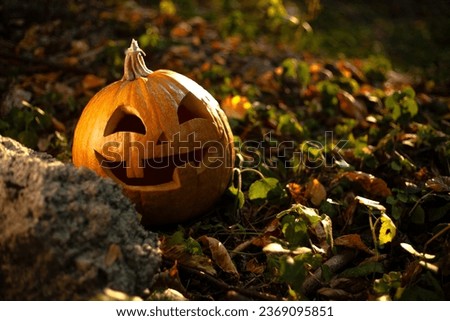 Halloween symbol Jack-o'-lantern traditional orange pumpkin with a smile in the autumn forest under the sun's rays at sunset, Halloween concept