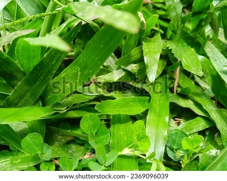 Natural green background from a photo of green grass in a wide field. 