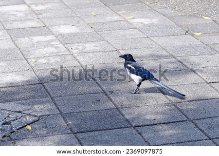 Photographing lively magpies in the park