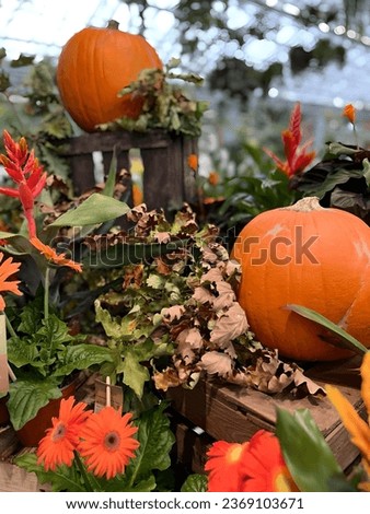 orange pumpkins with yellowed autumn leaves and flowers