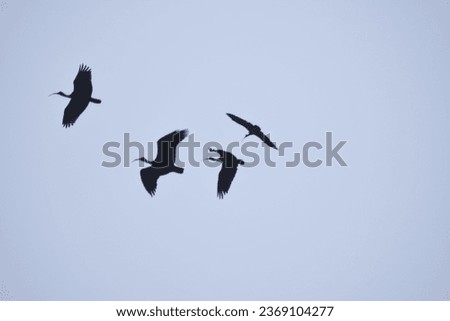 seagull birds flying in blue sky, fly concept.Large flock of cranes flying in sky. High quality photo.Bird migration, group of cranes flying high up in blue sky.big bird in the natural habitat. Royalty-Free Stock Photo #2369104277