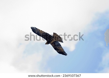 Eagle flying with white clouds and blue sky in the background. It has golden, blue and brown feathers with its wings spread wide as it is gliding. 