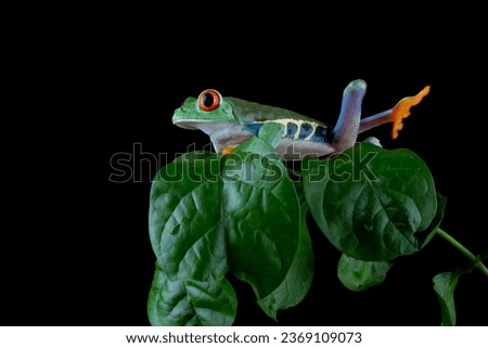 Red-eyed Tree Frog (Agalychnis callidryas) camouflaged on green leaves.