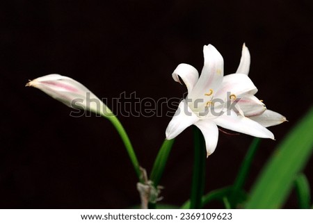 White lily flower and bud isolated on black background