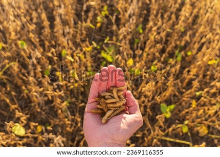 Ripe soybean in the hands of a adult. Farmer on soybean field.