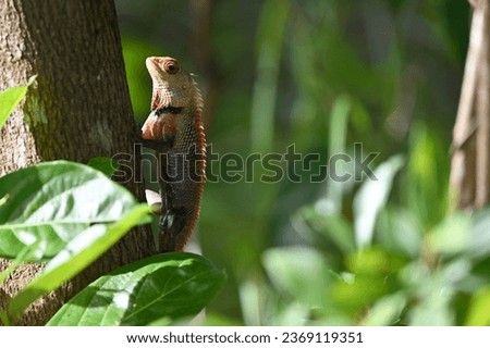 Wildlife in Sri Lanka: A picture of a lizard perching on tree