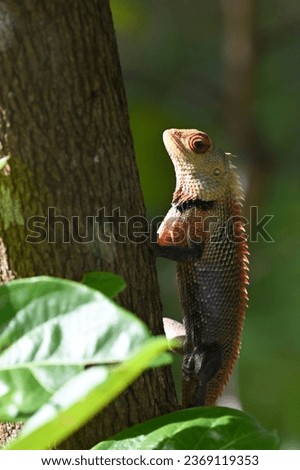Wildlife in Sri Lanka: A picture of a lizard perching on tree