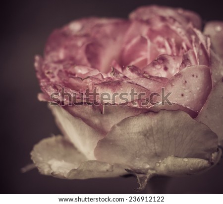 Fading creamy pink rose with vintage effect