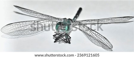 A close-up photograph of a dragon fly with its intricate design features.