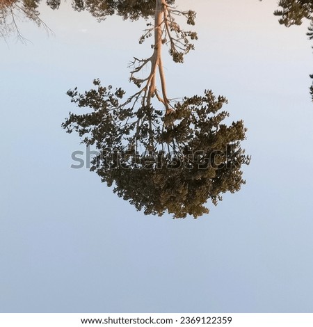 photo of an upside down tree by me Royalty-Free Stock Photo #2369122359