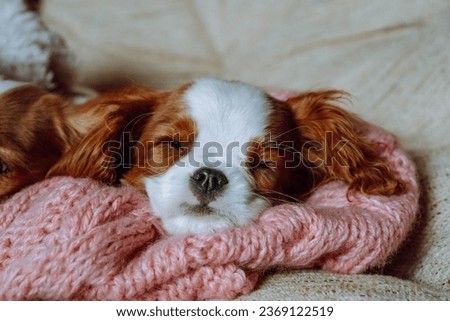 Puppy of cavalier King Charles spaniel sleeps sweetly at home wrapped in knitted pink plaid and snugly arranging his muzzle. Pets. Color Blenheim. Breeding of puppies. Puppy food. Thoroughbred dogs.  Royalty-Free Stock Photo #2369122519