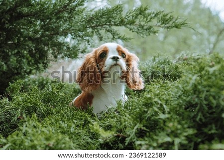 Funny red-and-white puppy cavalier King Charles spaniel color Blenheim sits on green coniferous background. Raising and caring for puppies. Feeding dogs. Means to protect pets. Pets. 
