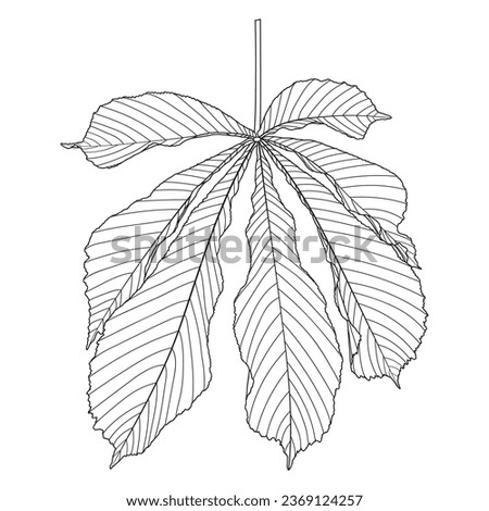 Chestnut leaf, vector illustration isolated on white background. Horse chestnut leaf outline coloring page.