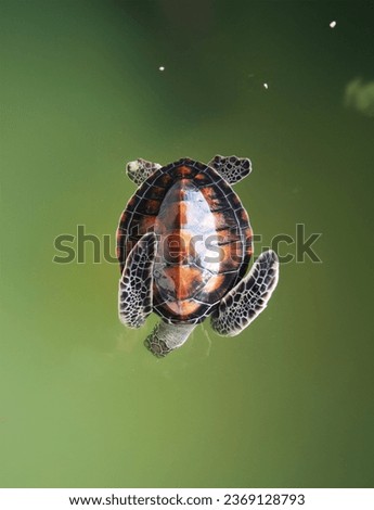 Photo of Sea turtle, Green Sea Turtle