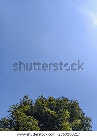 photo of a view of the blue sky and leaves on the trees