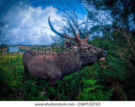 This picture I captured in Horton plains Nataional park .It is a Sambar Deer.