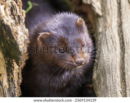 Close-up of a Mink's Head Royalty-Free Stock Photo #2369134139