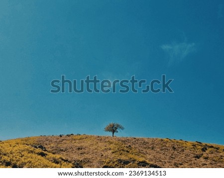 One lonely tree sprouts towards the calm blue sky giving a sign of hope to all around