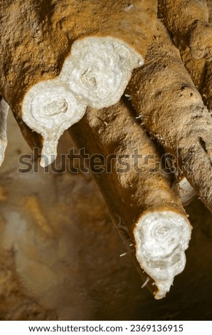 Sectional structure of a cave stalactites. This picture can be used in cave-themed geological studies, in books describing stone structures.