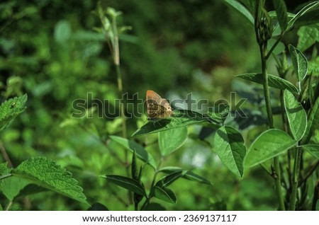 A wild butterfly whose species are unknown.  The timid and hopeful touch of the butterfly to the leaf can be used in a work that symbolizes naivety in the face of nature. (Lampides Boeticus?) Royalty-Free Stock Photo #2369137117