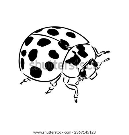 Hand drawn ink sketch of ladybug ladybug, vector sketch