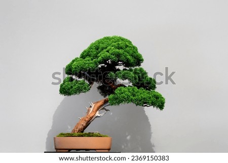 Juniperus chinensis or Chinese juniper, species of plant in the cypress family Cupressaceae. Royalty-Free Stock Photo #2369150383