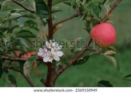 Climate change, apple tree in bloom in september with ripe fruits ready to be harvested Royalty-Free Stock Photo #2369150949