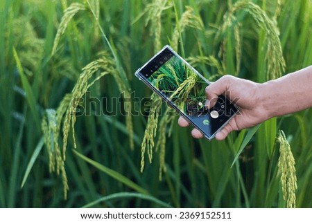 Taking pictures of rice plants with a smartphone