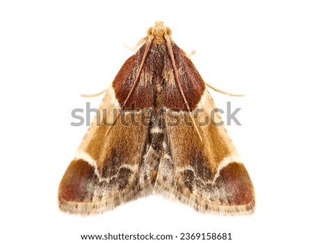 Meal Moth, (Pyralis farinalis) isolated on white, top view