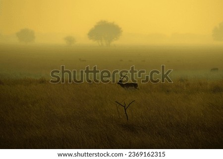 A beautiful evening in the forest. A green atmosphere of a big grassland jungle forest. This Royalty free image is from the Talchhapar blackbuck sanctuary in the Churu district, Rajasthan, India.