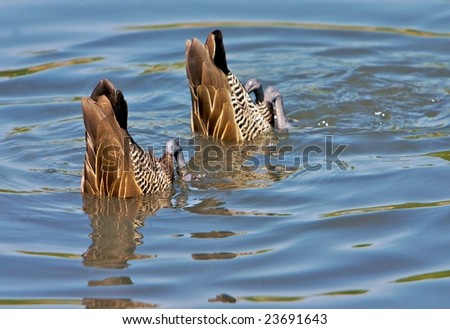 Two ducks feeding in a lake