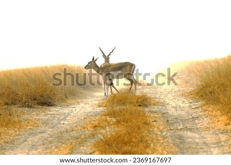 Two deers standing in a cross position in a world's biggest grassland Talchhapar blackbuck sanctuary in india. A beautiful wildlife jungle, known for raptors. Royalty free image. commercial usable.