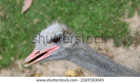 a photography of an ostrich with a very big beak, there is a close up of a bird with a very big beak. Royalty-Free Stock Photo #2369183045