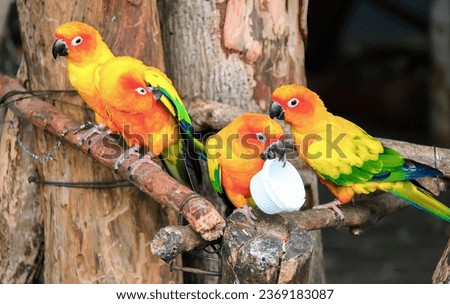 a photography of three colorful birds sitting on a branch with a ball in its beak.