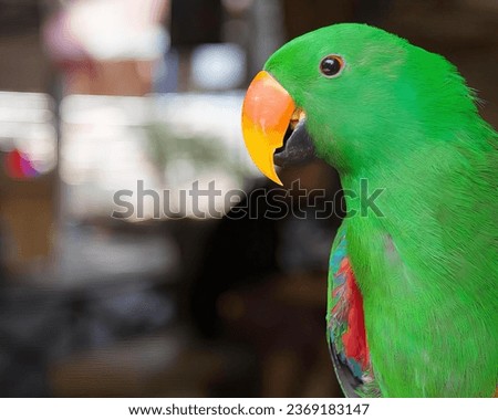 a photography of a green parrot with a bright orange beak, there is a green parrot that is sitting on a perch.